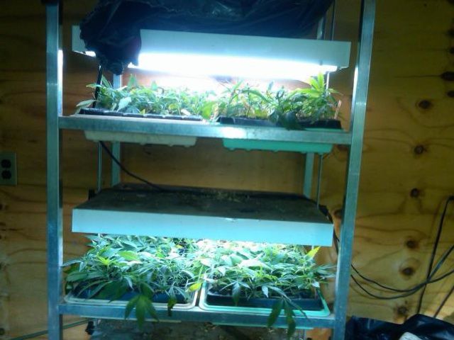 Inside the Queens grow house